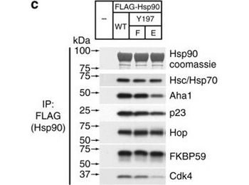 AHSA1 Antibody