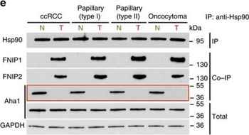 AHSA1 Antibody