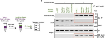 AHSA1 Antibody