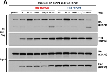 AHSA1 Antibody