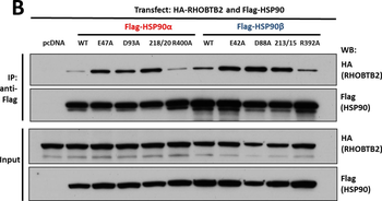 AHSA1 Antibody