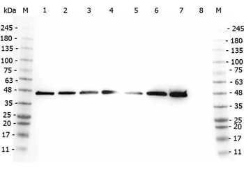 AHSA1 Antibody