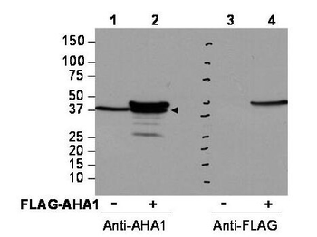 AHSA1 Antibody
