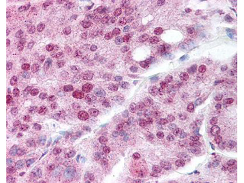 HSP90AA1 Antibody