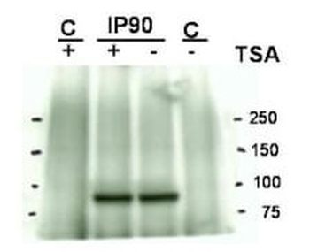 HSP90AA1 Antibody