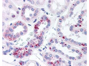 Stat5a Antibody