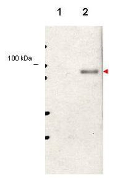 Stat5a Antibody