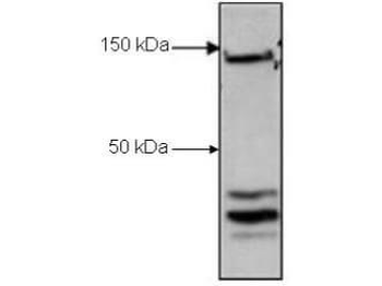 CTCF Antibody