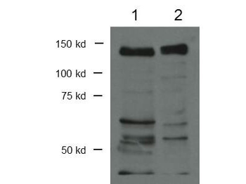 CTCF Antibody