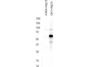 ATG13 Antibody