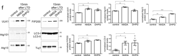 ATG13 Antibody