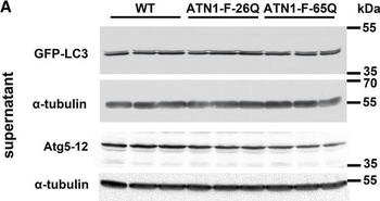 ATG13 Antibody
