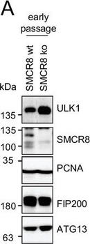 ATG13 Antibody