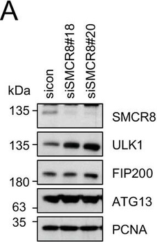 ATG13 Antibody