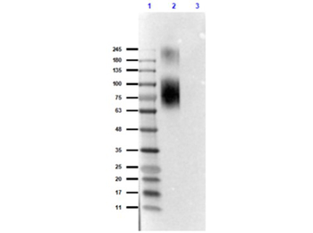 ATG13 Antibody