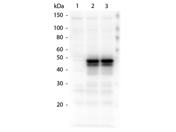HAUS8 Antibody