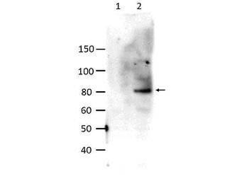 STAT6 Antibody