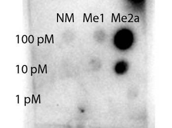 STAT1 Antibody