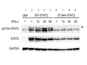 STAT2 Antibody