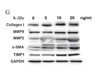 COL1A1 Antibody (FITC)
