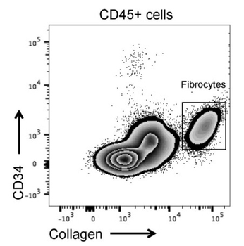 COL1A1 Antibody (FITC)