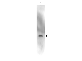 GFP Antibody Peroxidase Conjugated
