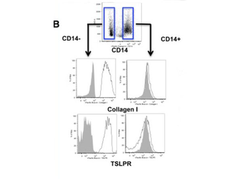 COL1A1 Antibody (Biotin)