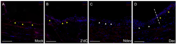 COL4A1-COL4A6 Antibody (Biotin)