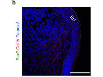 COL4A1-COL4A6 Antibody (Biotin)