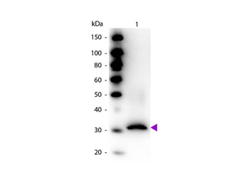 DsRed Antibody (Biotin)
