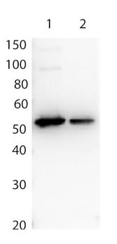 DYKDDDDK Tag (FLAG) Antibody Biotin Conjugated