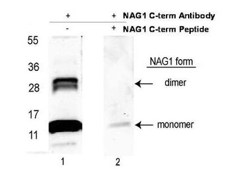 GDF15 Antibody (Biotin)
