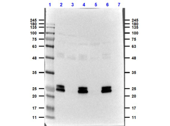 GFP Antibody