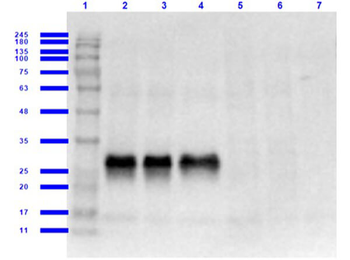 GFP Antibody