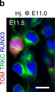 DsRed Antibody