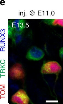 DsRed Antibody