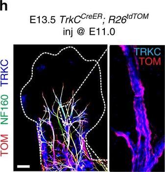 DsRed Antibody