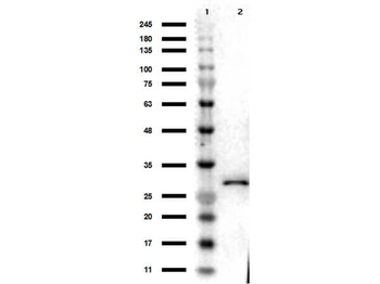 DsRed Antibody