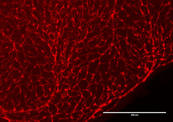 DsRed Antibody (Biotin)