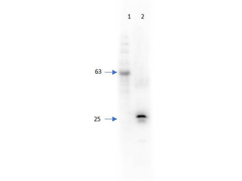 DsRed Antibody (Biotin)