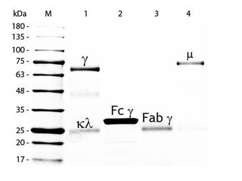 Chicken IgG Alkaline Phosphatase Antibody
