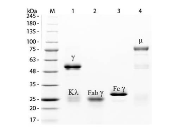 Rabbit IgG F(ab')2 Antibody