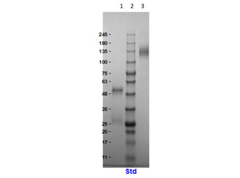 Llama IgG Whole Molecule Antibody