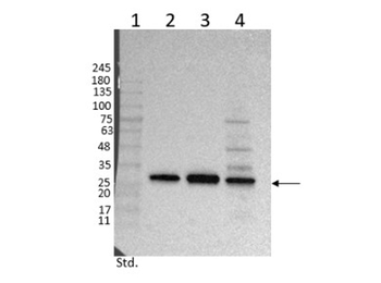 Chicken IgG (H&L) Antibody Peroxidase Conjugated