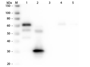 Chicken IgG Fc Antibody Rhodamine Conjugated