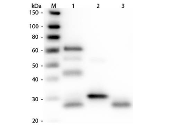 Chicken IgG (H&L) Antibody Peroxidase Conjugated