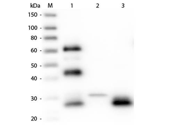 Chicken IgG F(ab')2 Antibody Texas Red Conjugated