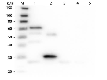 Chicken IgG (H&L) Antibody Texas Red Conjugated Pre-Adsorbed