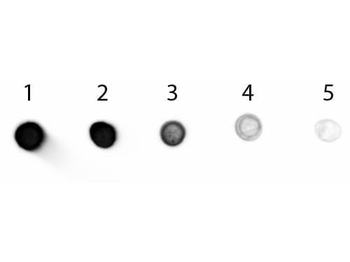 Goat IgG (H&L) Antibody Alkaline Phosphatase Conjugated