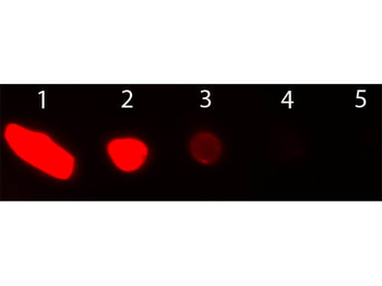 Goat IgG (H&L) Antibody Texas Red Conjugated